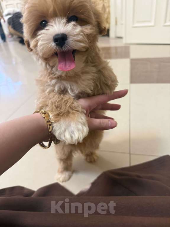 Собаки в Мытищах: Щенки мальтипу Девочка, 100 000 руб. - фото 2