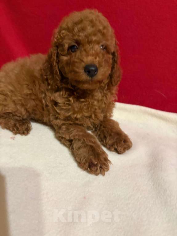 Собаки в Москве: Пудель  той       Мальчики Мальчик, 40 000 руб. - фото 2