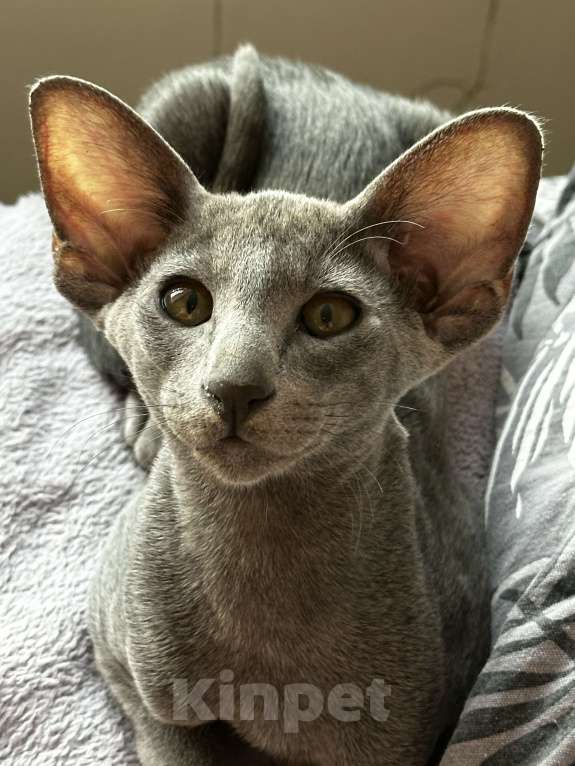 Кошки в Новосибирске: Ориентальный котенок Мальчик, 40 000 руб. - фото 2