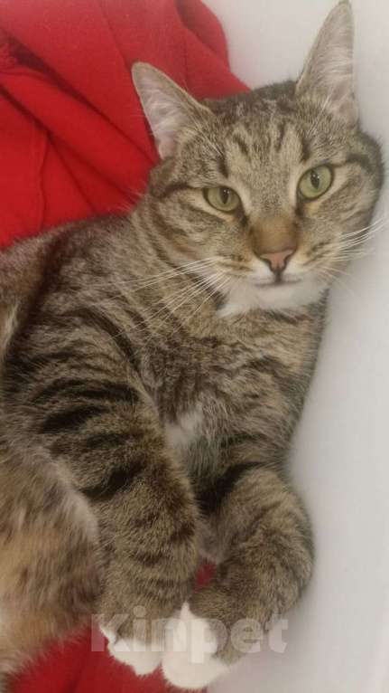 Кошки в Воронеже: 7 кг счастья Мальчик, 100 руб. - фото 1