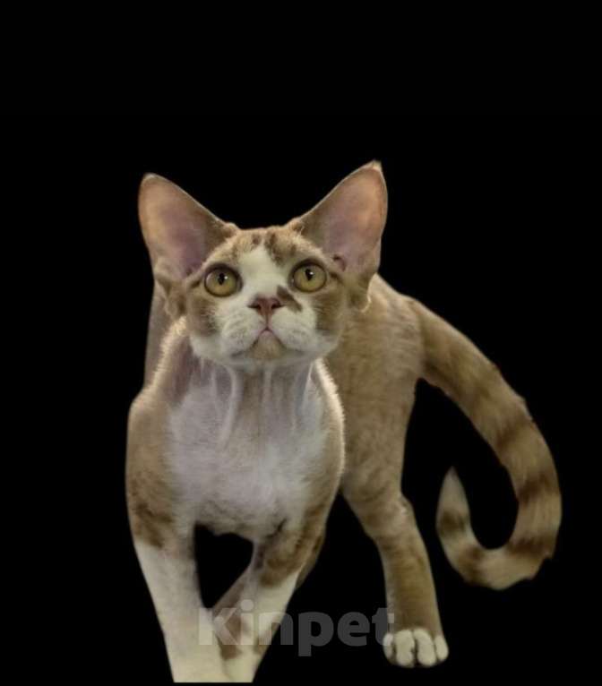 Кошки в Люберцах: Панда-малышь девон-рекс  Мальчик, 65 000 руб. - фото 6