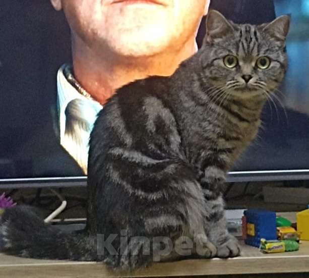 Кошки в Набережных Челнах: Потерялась кошка Девочка, 1 000 руб. - фото 3