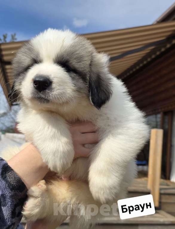 Собаки в Кингисеппе: Щенки Пиренейской горной собаки Разнополые, Бесплатно - фото 6