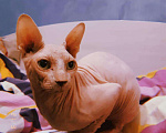 Кошки в Балашихе: Вязка канадский сфинкс, 2 500 руб. - фото 1