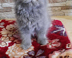 Кошки в Малмыже: Персидские голубые чистокровные котята ., 1 500 руб. - фото 2