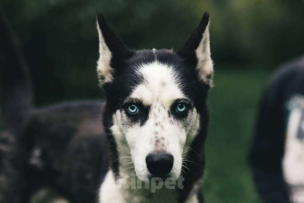 Собаки в Москве: Ламазо Мальчик, Бесплатно - фото 4