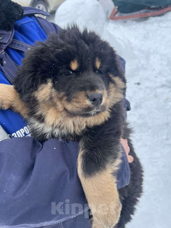 Собаки в Саратове: Щенки банхара Девочка, 50 000 руб. - фото 4