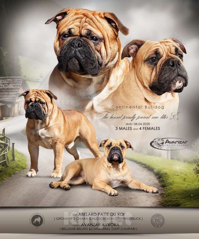 Собаки в Всеволожске: Континентальный бульдог РКФ Питомник Мальчик, 150 000 руб. - фото 8