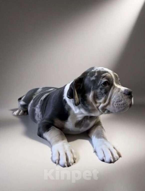 Собаки в Казани: Продажа Разнополые, Бесплатно - фото 2