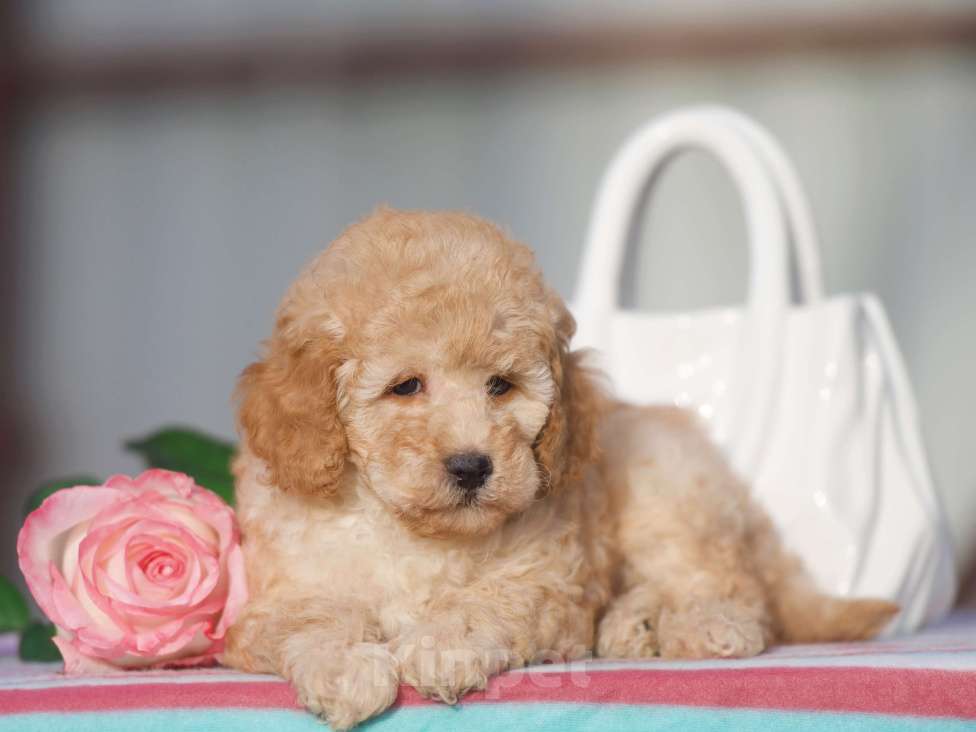 Собаки в Чехове: той пудель мальчик Мальчик, 35 000 руб. - фото 5