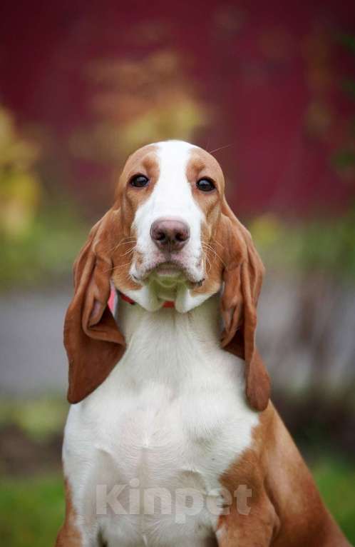 Собаки в Александрове: Щенки Испанской гончей  Девочка, 25 000 руб. - фото 1