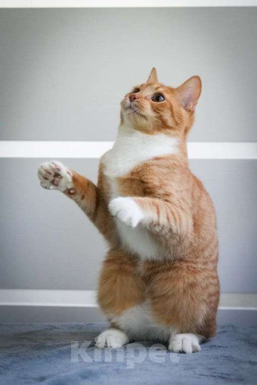 Кошки в Москве: котенок Гарри ищет дом Мальчик, Бесплатно - фото 5