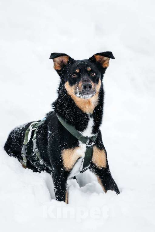 Собаки в Москве: Невероятно ласковый мальчик Деймонд ищет дом! Мальчик, Бесплатно - фото 1
