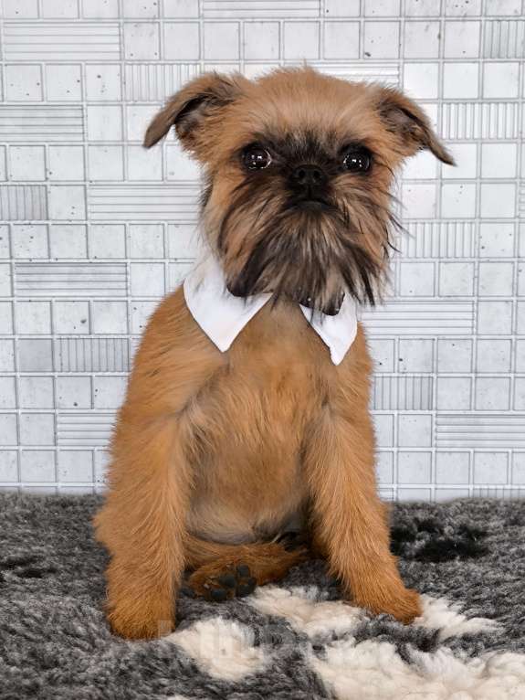 Собаки в Хабаровске: Щенок брюссельского гриффона Девочка, 45 000 руб. - фото 4
