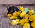 Собаки в Пушкино: Девочки Йоркширский терьер мини и стандарт Девочка, 40 000 руб. - фото 2