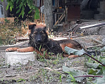 Собаки в Симферополе: Отдам щенка-подростка Мальчик, Бесплатно - фото 4