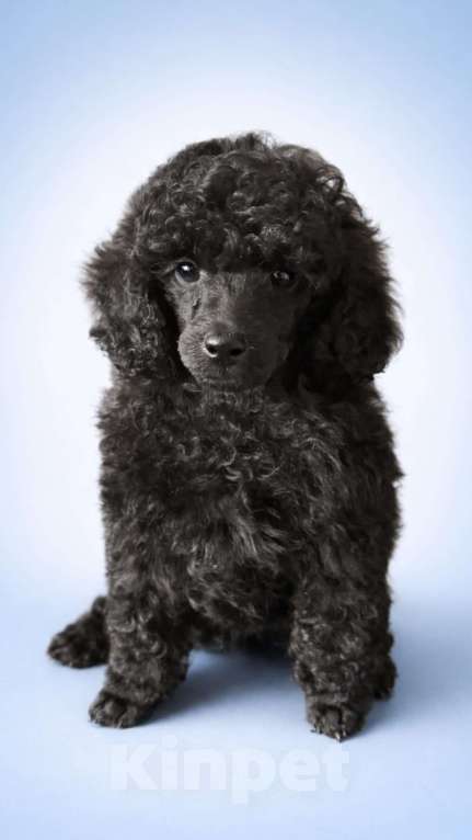 Собаки в Москве: Той-пудель Мальчик, 80 000 руб. - фото 1