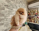Собаки в Москве: Шпиц померанский в медвежьем типе мальчик из племенного питомника Мальчик, Бесплатно - фото 2