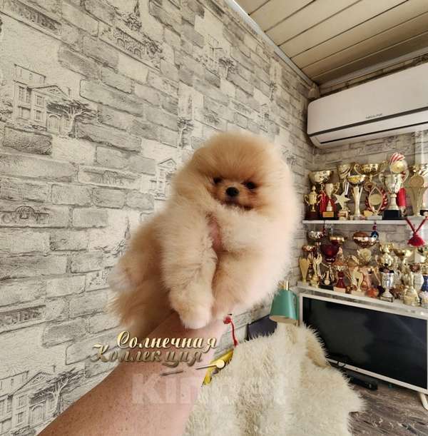 Собаки в Москве: Шпиц померанский в медвежьем типе мальчик из племенного питомника Мальчик, Бесплатно - фото 2