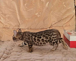 Кошки в Химках: Бенгальский котенок мальчик Мальчик, 25 000 руб. - фото 2
