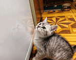 Кошки в Москве: Кошечка , голубого оттенка. Приучена к лотку, к когтеточке. Ласковая, умная. Возраст 2 месяца. Девочка, 5 000 руб. - фото 2