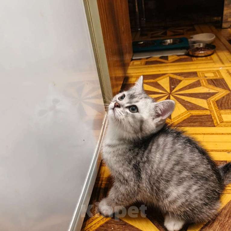 Кошки в Москве: Кошечка , голубого оттенка. Приучена к лотку, к когтеточке. Ласковая, умная. Возраст 2 месяца. Девочка, 5 000 руб. - фото 2