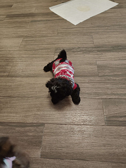  Щенки Ши-тцу