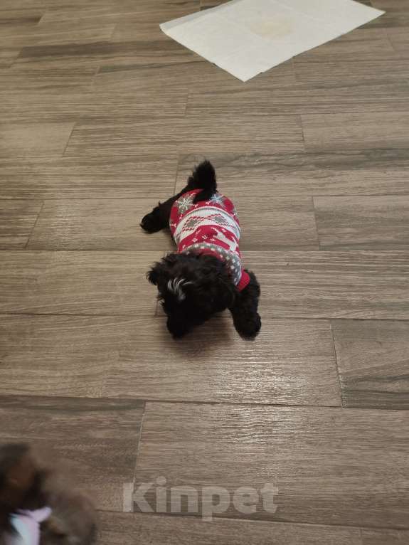 Собаки в Екатеринбурге:  Щенки Ши-тцу Мальчик, 35 000 руб. - фото 1