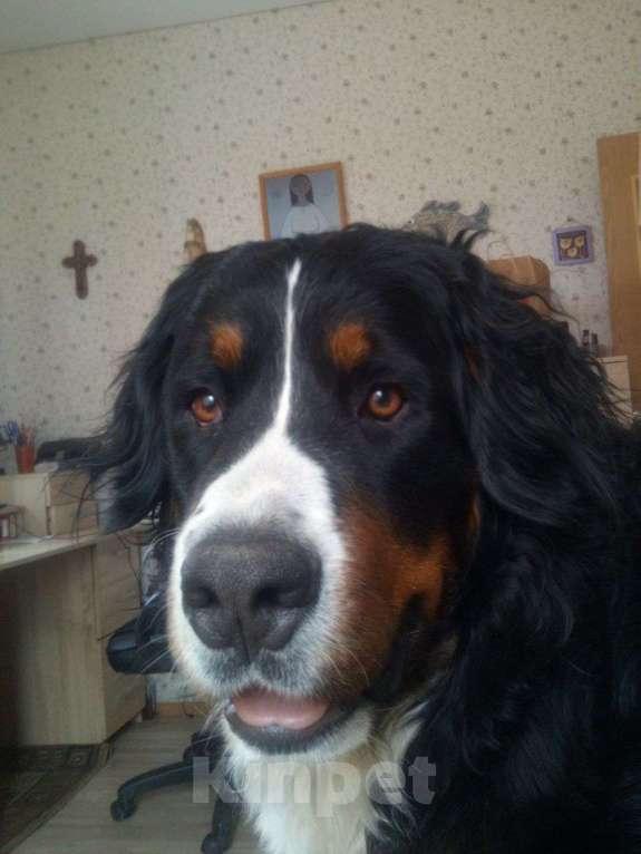 Собаки в других городах Воронежской области: Щенки БЕРНА Мальчик, 79 000 руб. - фото 6