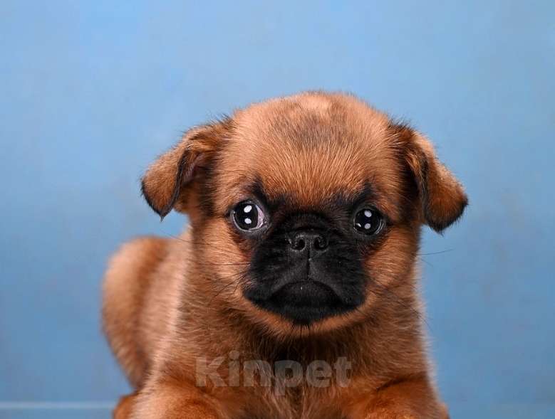 Собаки в Москве: Пти-брабансон рыжий мальчик Мальчик, 45 000 руб. - фото 3