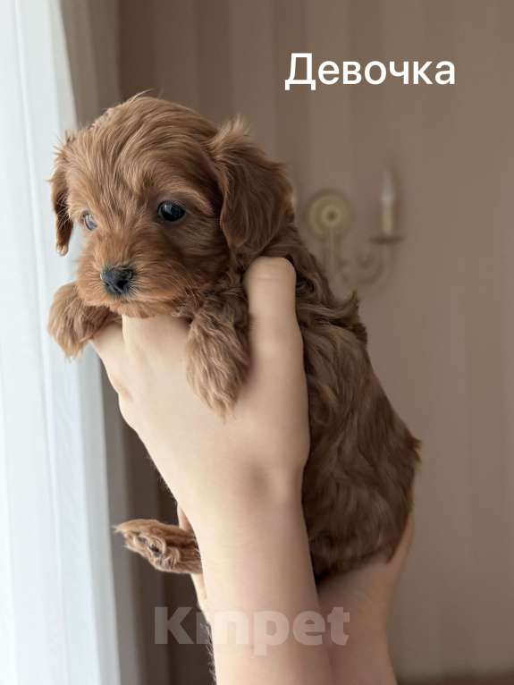 Собаки в Москве: Щенки мальтипу Девочка, 60 000 руб. - фото 4