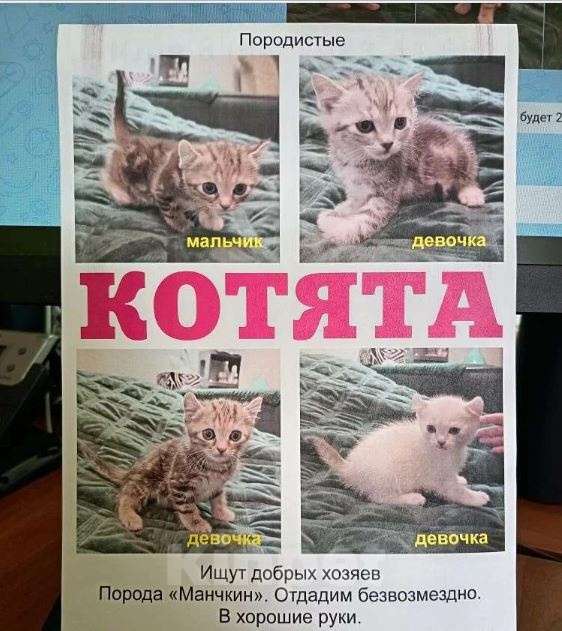 Кошки в Одинцово: Отдам в добрые руки Девочка, 1 000 руб. - фото 2