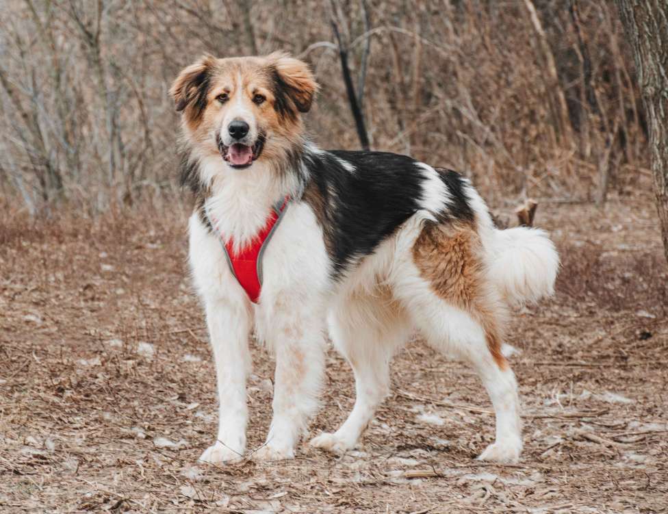 Собаки в Москве: Дюша - метис бордер-колли из приюта в добрые руки Мальчик, Бесплатно - фото 2