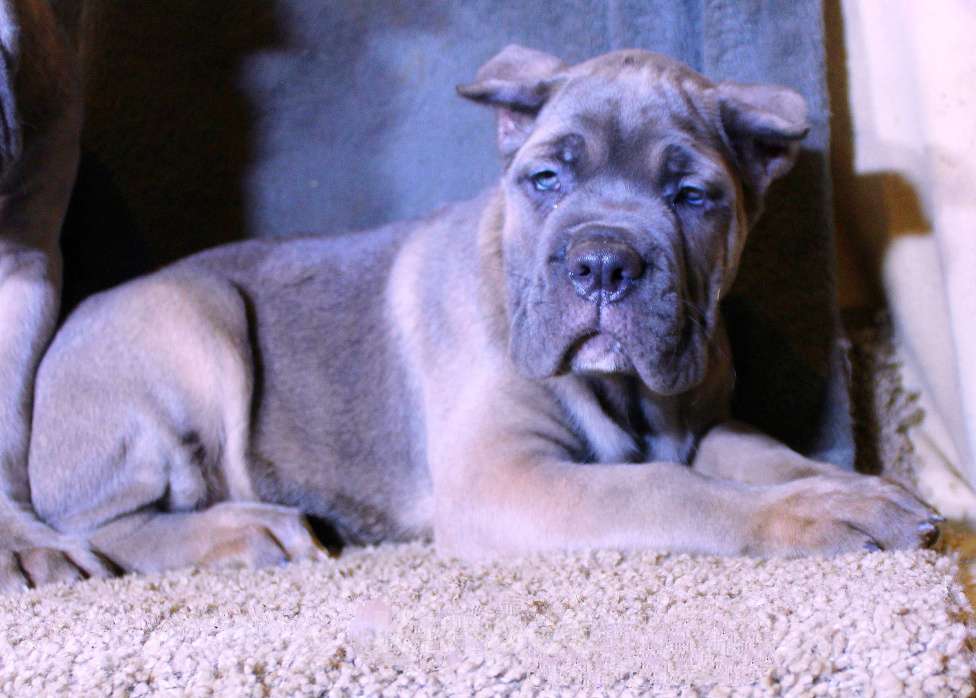 Собаки в других городах Ярославской области: Подрастают малыши Мальчик, 80 000 руб. - фото 9