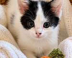 Кошки в Краснодаре: Котенок девочка Девочка, Бесплатно - фото 1