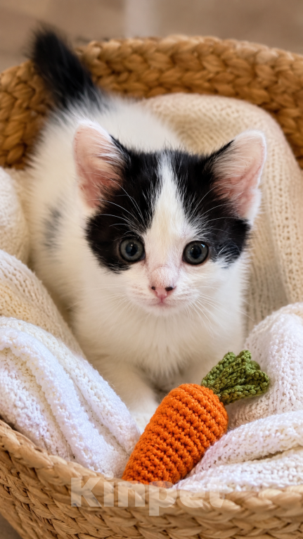 Кошки в Краснодаре: Котенок девочка Девочка, Бесплатно - фото 1