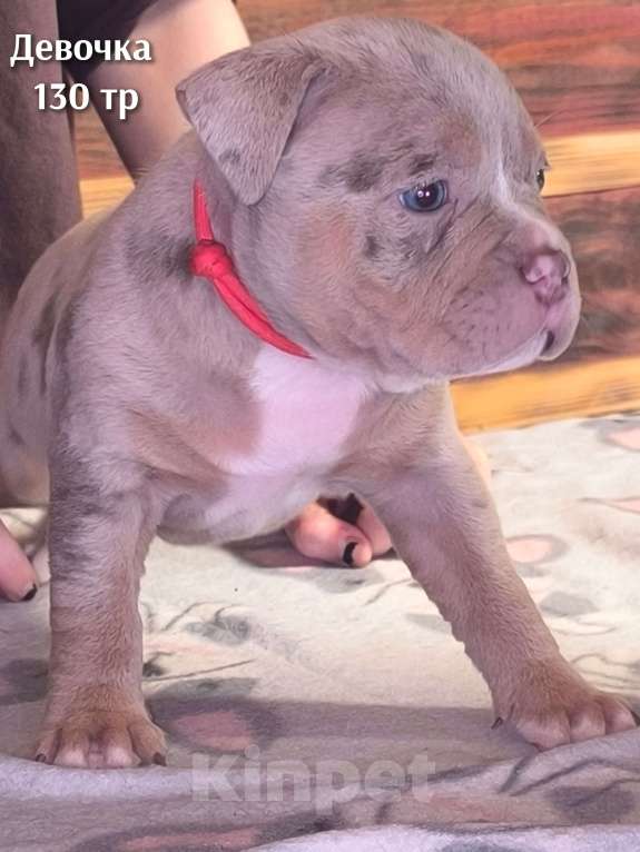 Собаки в Черногорске: Девочка Девочка, 130 000 руб. - фото 1