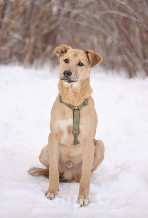 Собаки в Москве: Общительный дружелюбный Твикс в добрые руки Мальчик, Бесплатно - фото 5