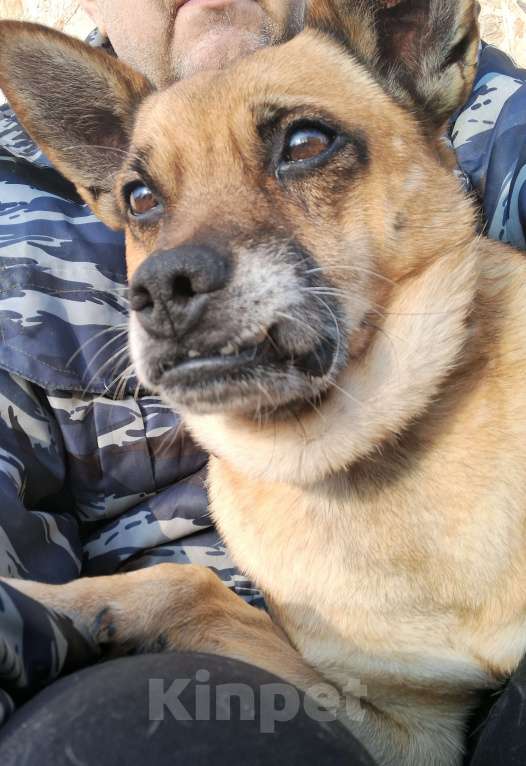 Собаки в Саратове: Пёс ищет дом Мальчик, Бесплатно - фото 1