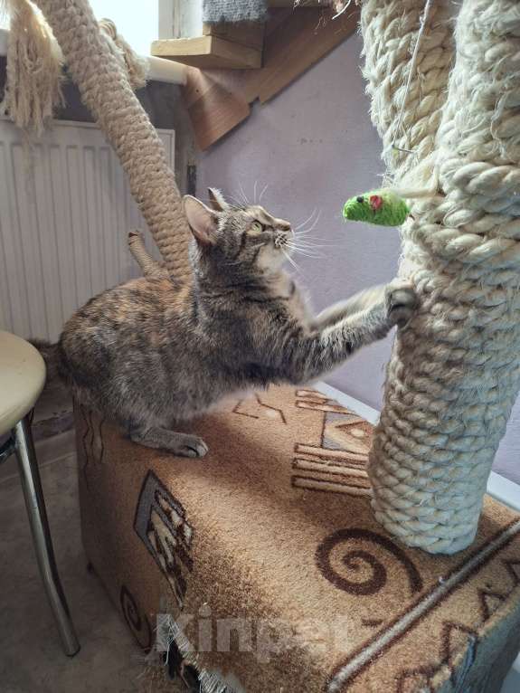 Кошки в Санкт-Петербурге: Очень ласковая молодая кошка. Кастририована, привита. Девочка, Бесплатно - фото 6
