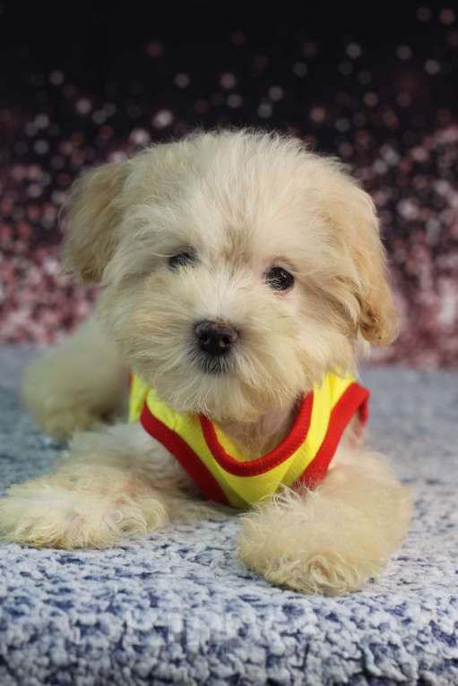 Собаки в Краснодаре: Мини красавчик Мальчик, 30 000 руб. - фото 6