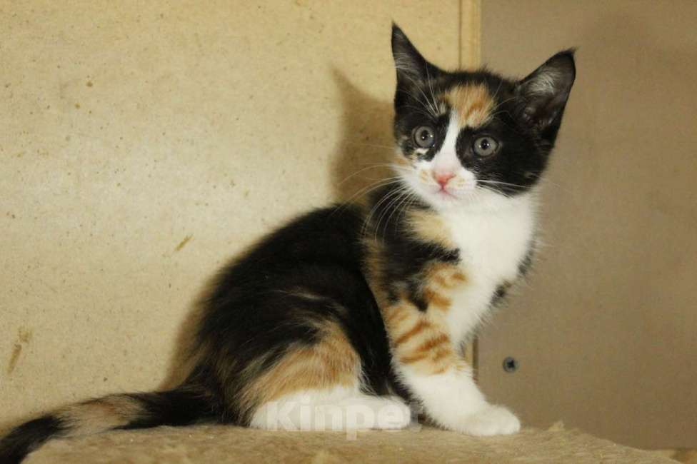 Кошки в Санкт-Петербурге: Симпатичные заводные котята Мальчик, Бесплатно - фото 1