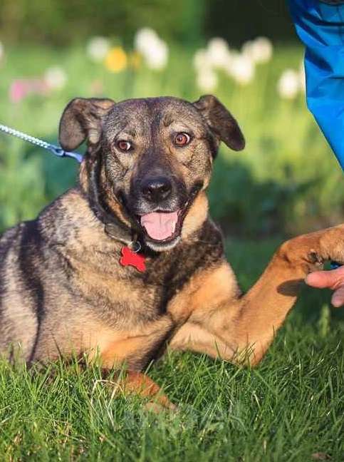 Собаки в Москве: Куша. Ей очень нужен дом Девочка, Бесплатно - фото 5