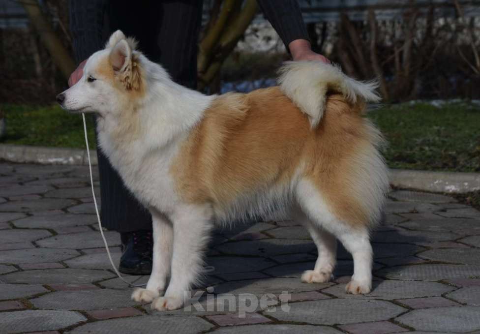 Собаки в Москве: Ненецкая оленегонная лайка, сука Ариша. Девочка, 60 000 руб. - фото 2