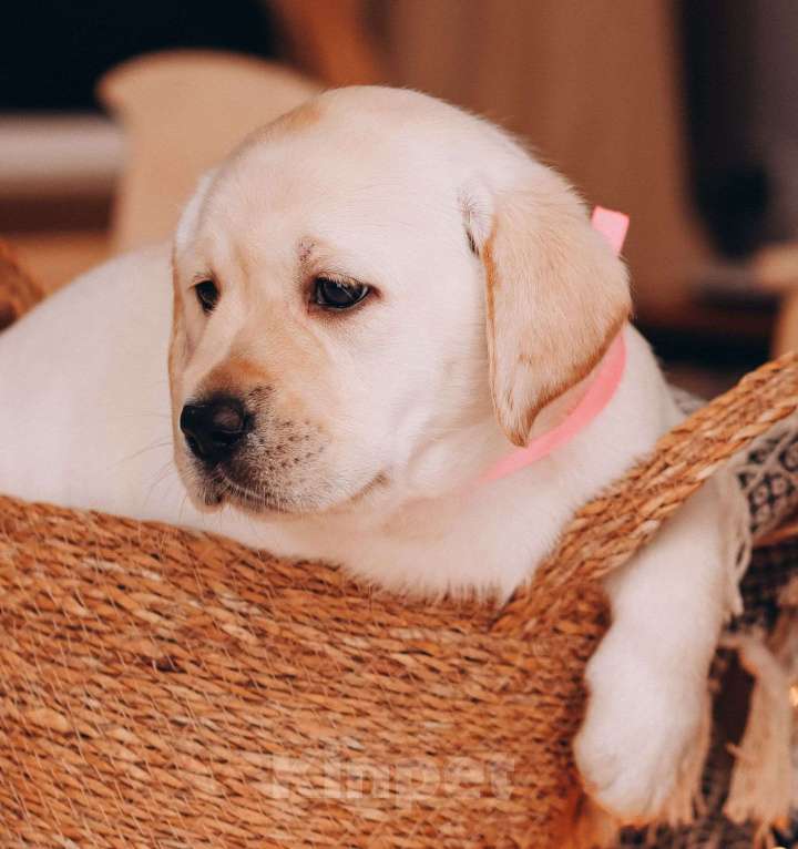 Собаки в Москве: Милые лабрадорчики Мальчик, 80 000 руб. - фото 1