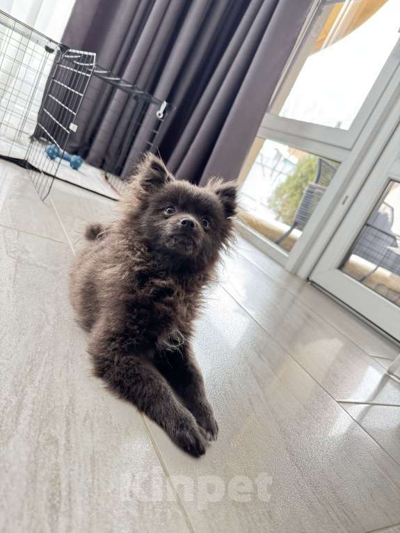 Собаки в Минеральном Воде: Красавчик Ричи Мальчик, 20 000 руб. - фото 4