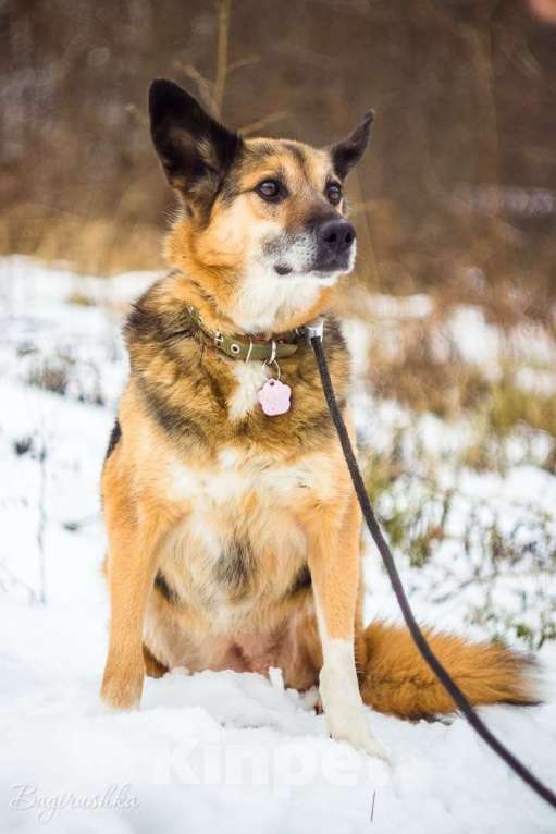 Собаки в Москве: Полли Девочка, Бесплатно - фото 2