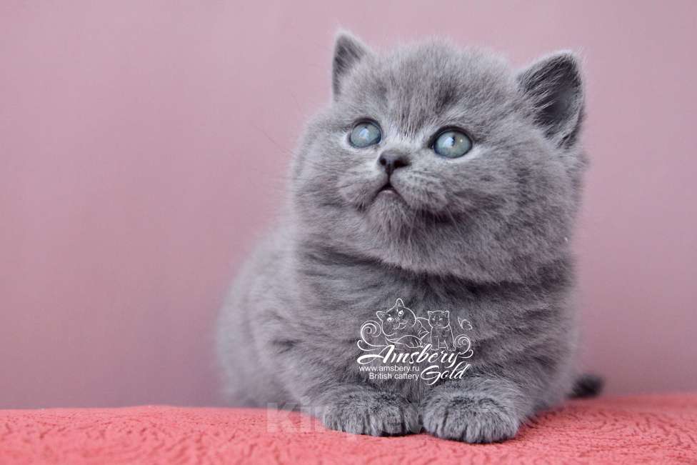 Кошки в Санкт-Петербурге:  Британские котята! Девочка, 50 000 руб. - фото 3