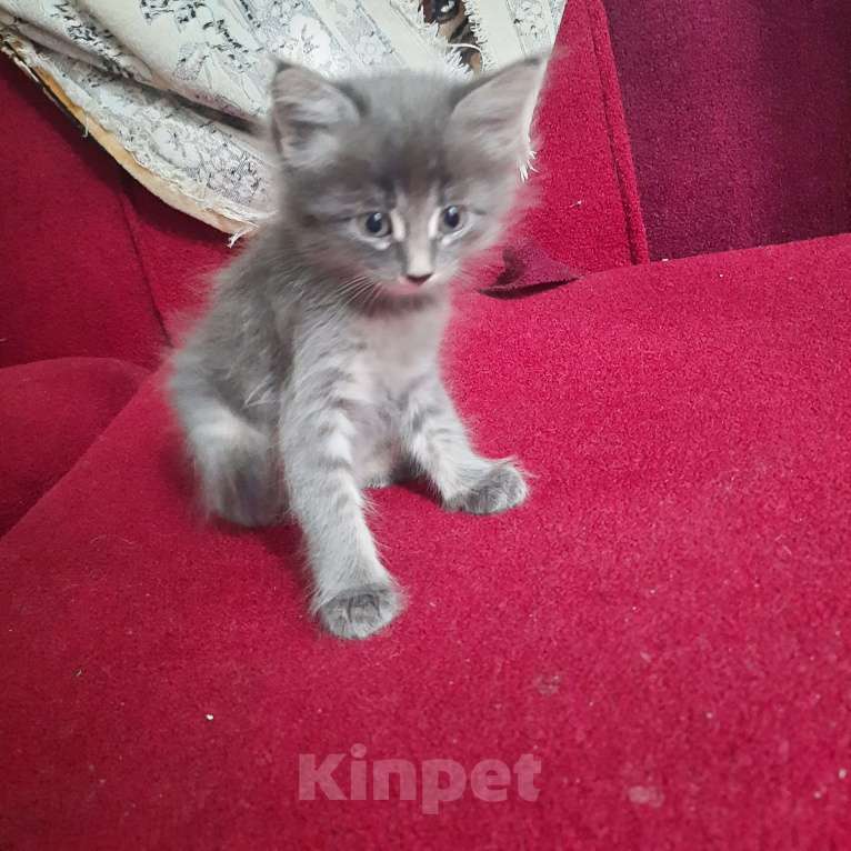 Кошки в Пятигорске: 4 милых котенка, 3 мальчика и девочка Мальчик, Бесплатно - фото 2