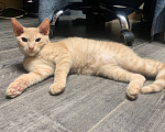 Кошки в Уфе: 3 котенка Мальчик, Бесплатно - фото 7